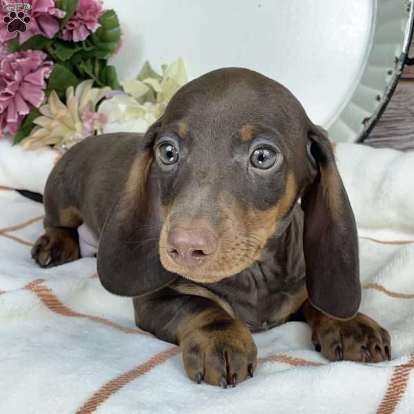 Brody, Dachshund Puppy