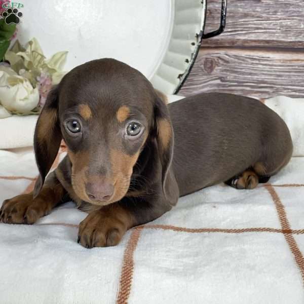 Barbie, Dachshund Puppy