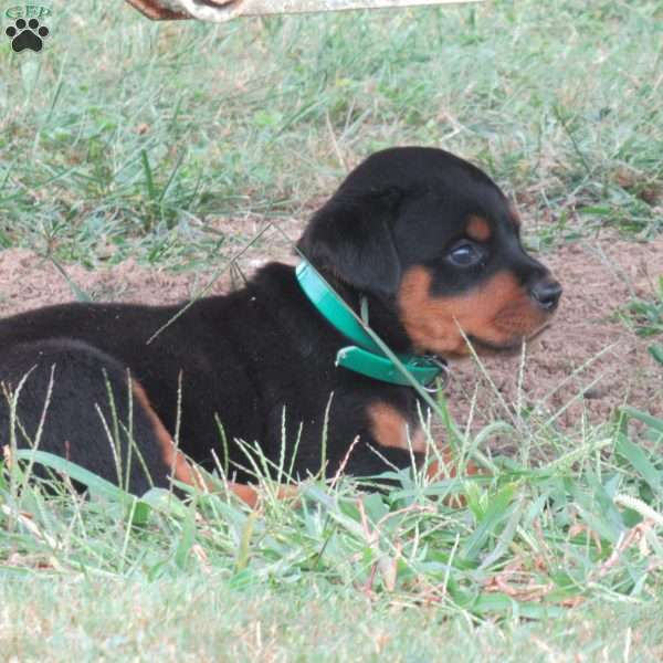 Oliver, Rottweiler Puppy