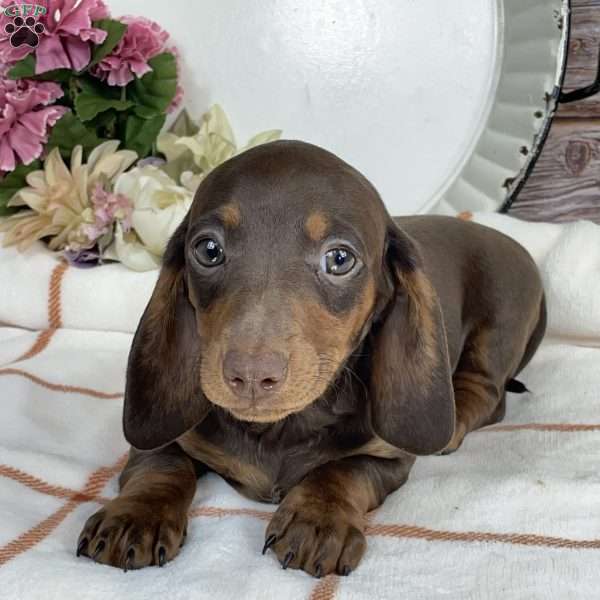 Bonnie, Dachshund Puppy