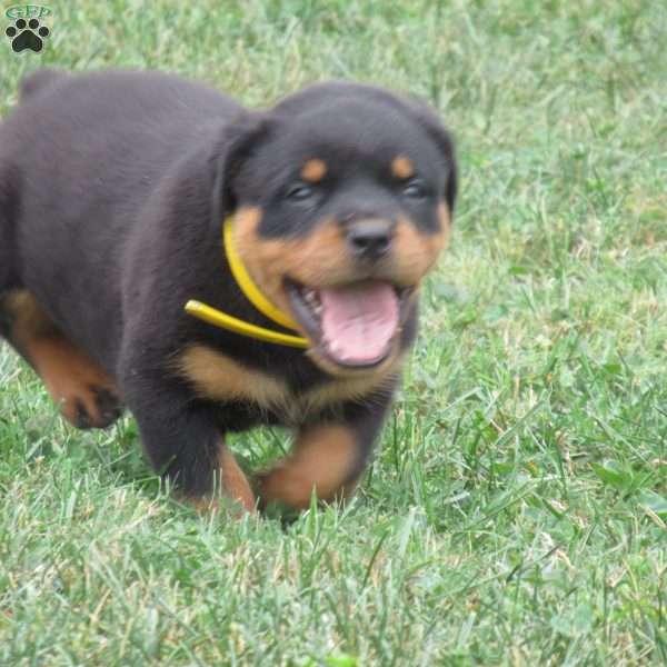 Sunflower, Rottweiler Puppy