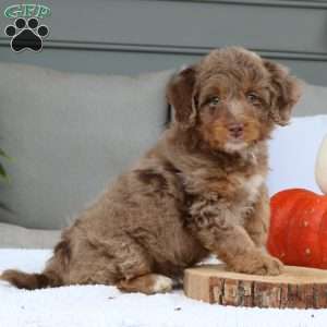 Abby, Mini Bernedoodle Puppy