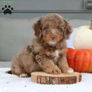 Abby, Mini Bernedoodle Puppy