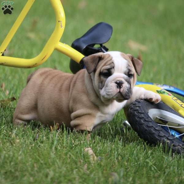 Diesel, English Bulldog Puppy