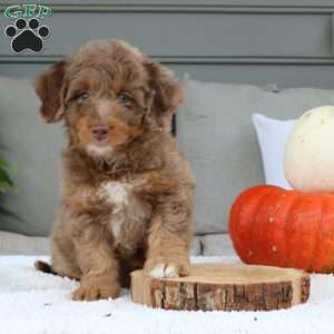 Abby, Mini Bernedoodle Puppy