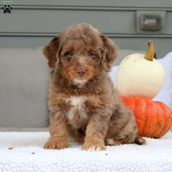 Abby, Mini Bernedoodle Puppy