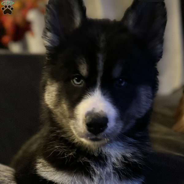 Bluey, Siberian Husky Puppy