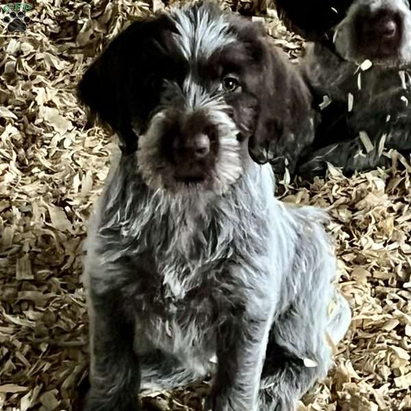 Auggie, Wirehaired Pointing Griffon Puppy