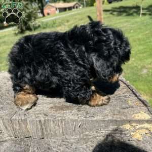 Lada, Yorkie Poo Puppy