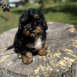 Lada, Yorkie Poo Puppy