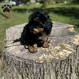 Lada, Yorkie Poo Puppy