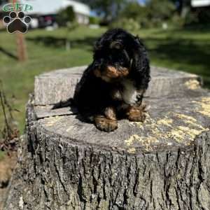 Lada, Yorkie Poo Puppy