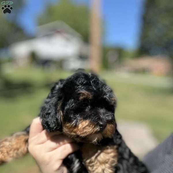 Lada, Yorkie Poo Puppy