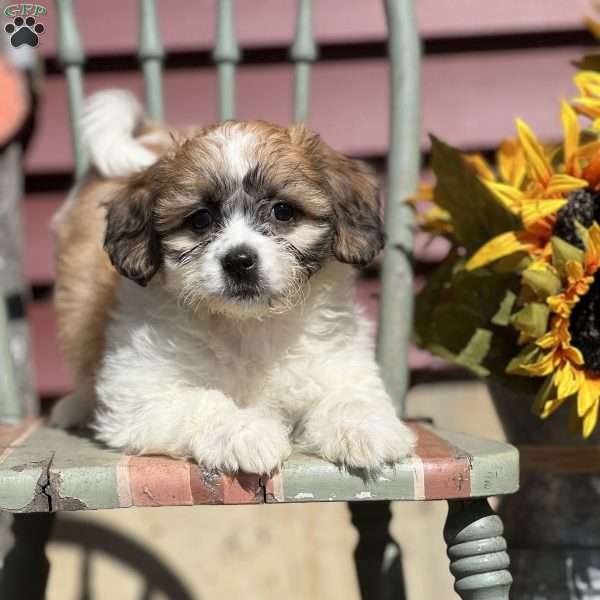 Candy, Teddy Bear Puppy