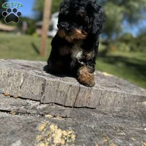 Lada, Yorkie Poo Puppy