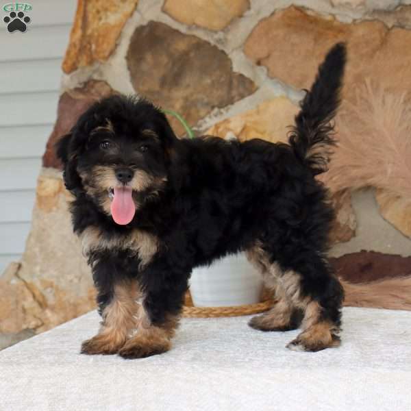 Chloe, Mini Bernedoodle Puppy