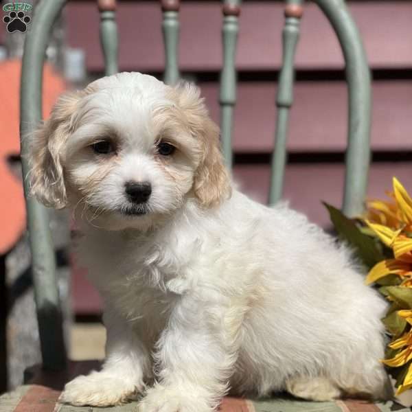 Charlie, Teddy Bear Puppy