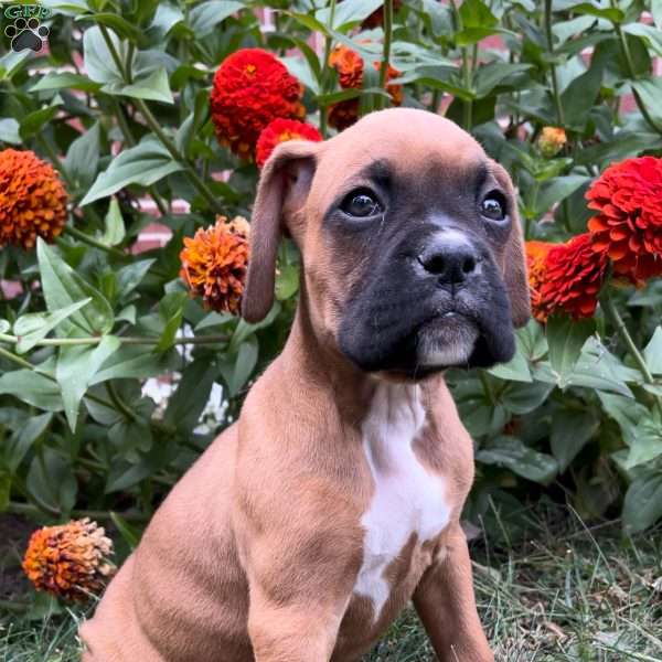 Barney, Boxer Puppy