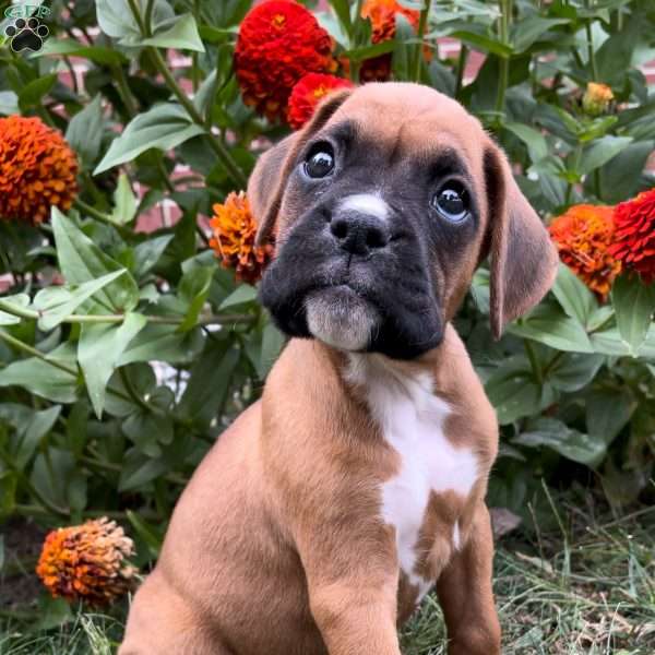 Bentley, Boxer Puppy