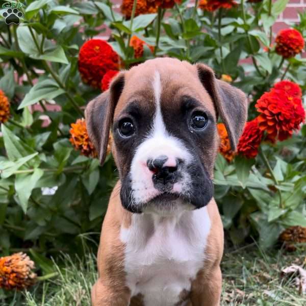 Billy, Boxer Puppy