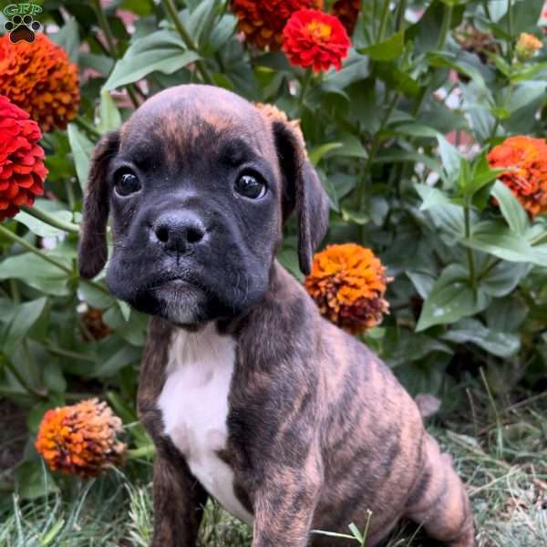 Bimbo, Boxer Puppy