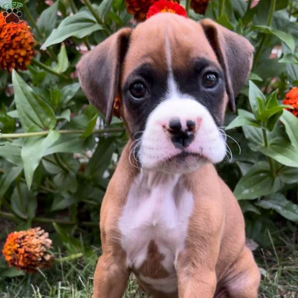 Betty, Boxer Puppy