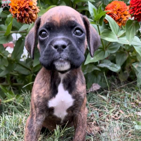 Brinley, Boxer Puppy