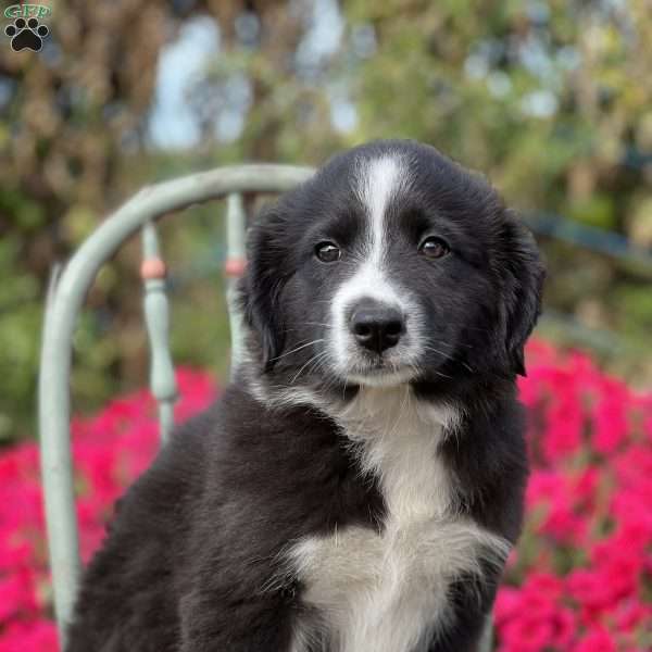 Radford, Border Collie Puppy