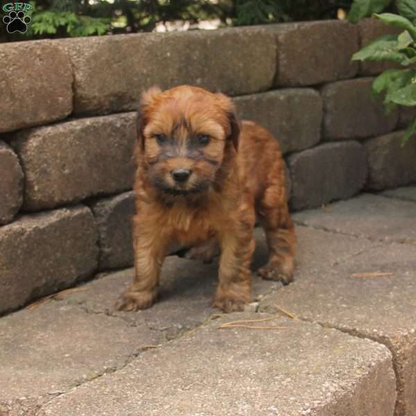 Leigha, Mini Whoodle Puppy