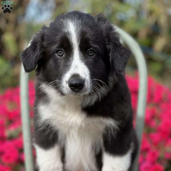 Rocket, Border Collie Puppy