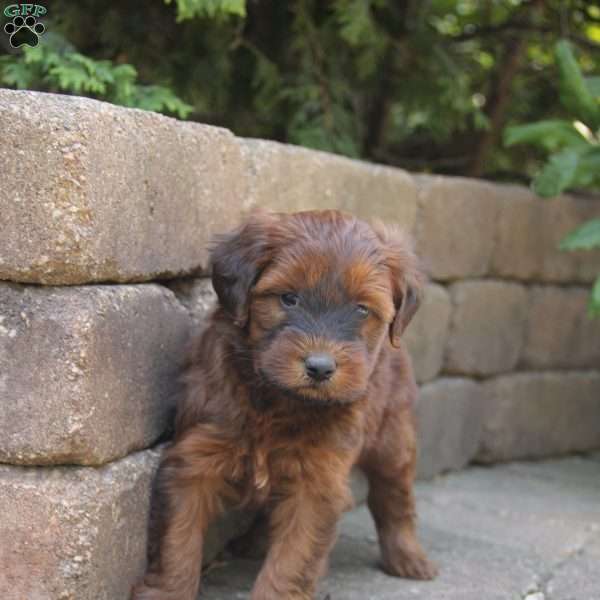 Lane, Mini Whoodle Puppy