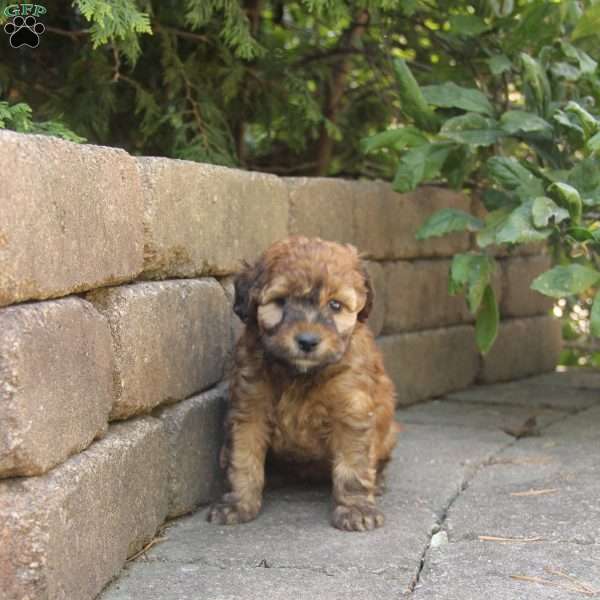 Larry, Mini Whoodle Puppy