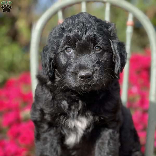 Milo, Goldendoodle Puppy