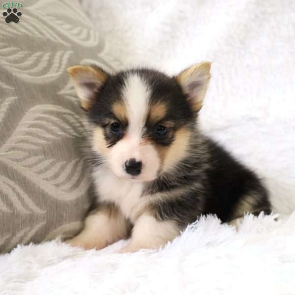 Lady, Pembroke Welsh Corgi Puppy