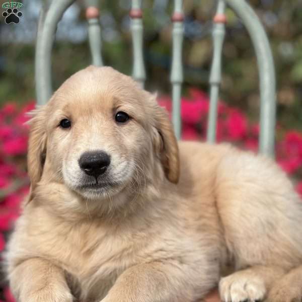 Molly, Golden Retriever Puppy