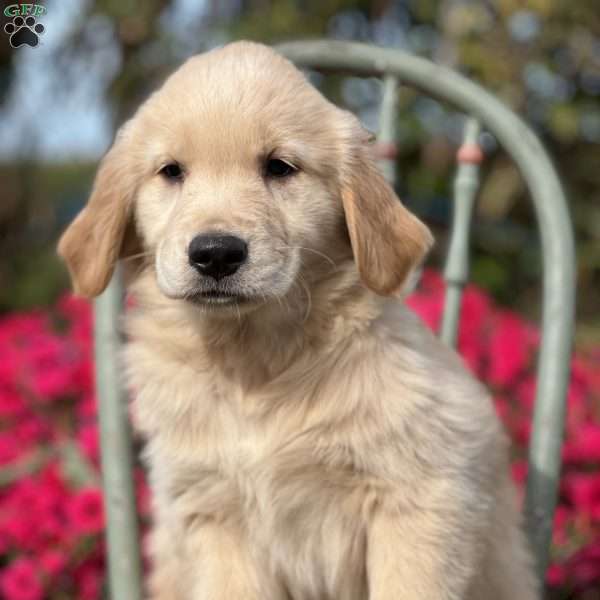 Maisie, Golden Retriever Puppy