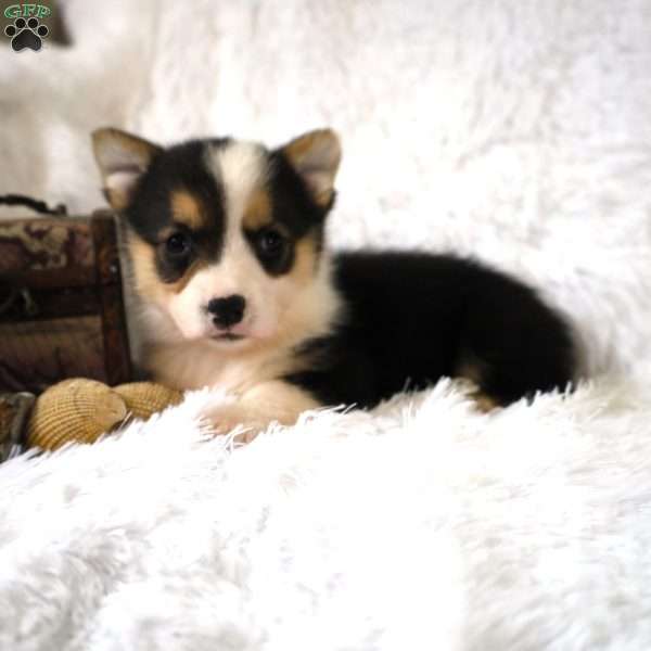 Blinkie, Pembroke Welsh Corgi Puppy