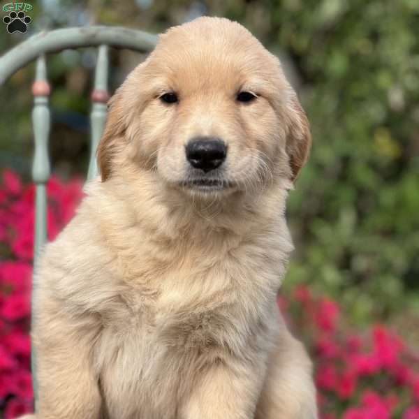 Muriel, Golden Retriever Puppy