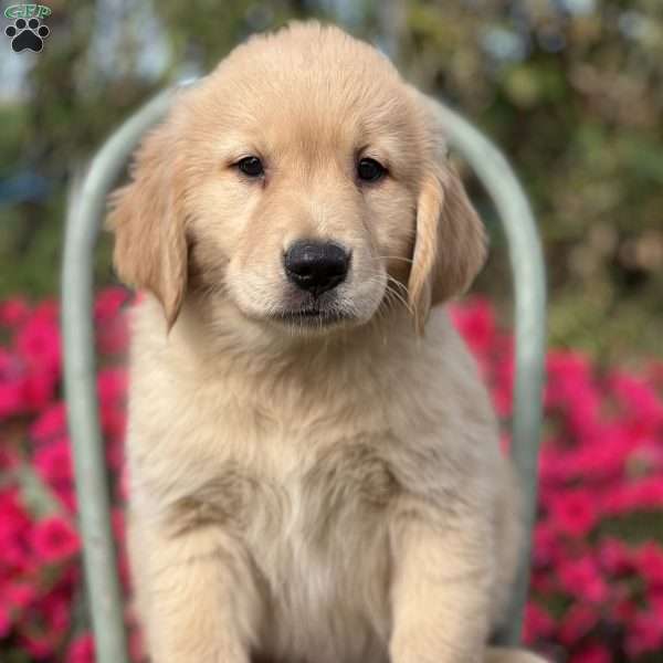 Myles, Golden Retriever Puppy