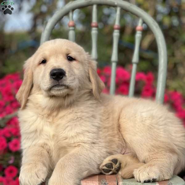 Martin, Golden Retriever Puppy