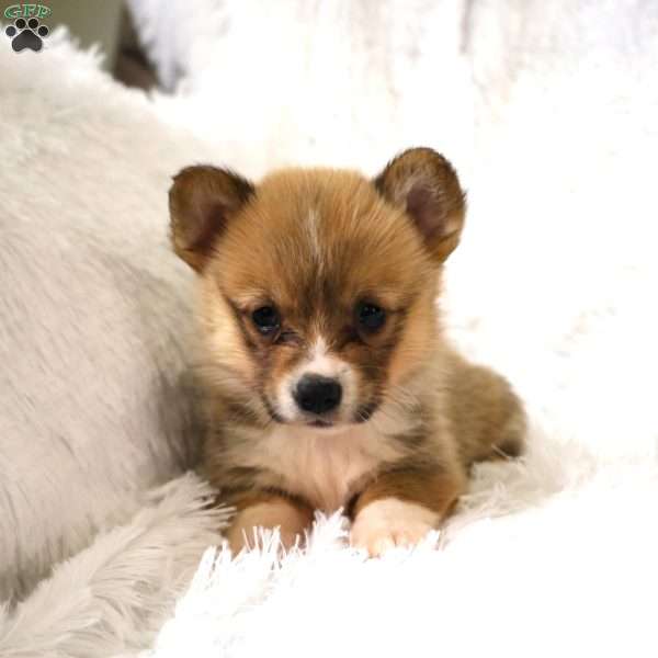 ButterCup, Pembroke Welsh Corgi Puppy