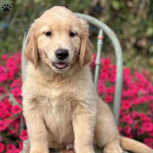 Mack, Golden Retriever Puppy