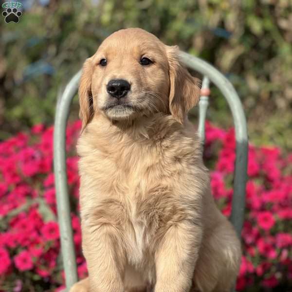 Maxim, Golden Retriever Puppy