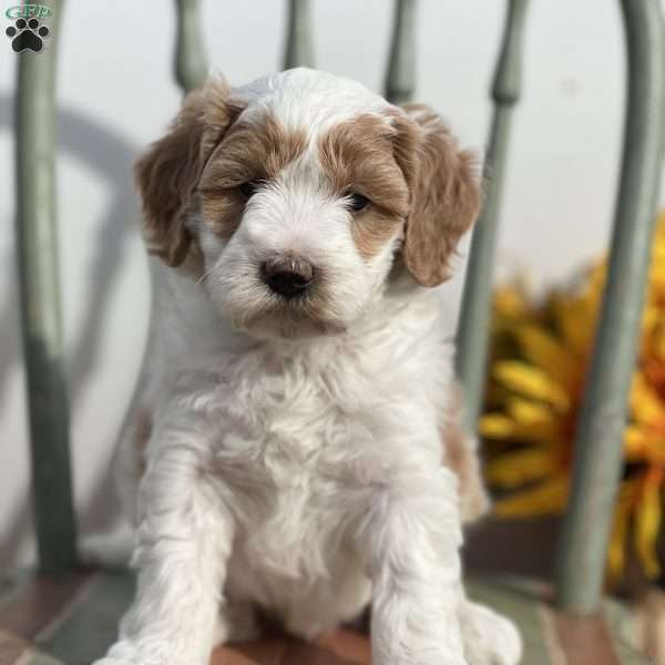 Zara, Mini Bernedoodle Puppy