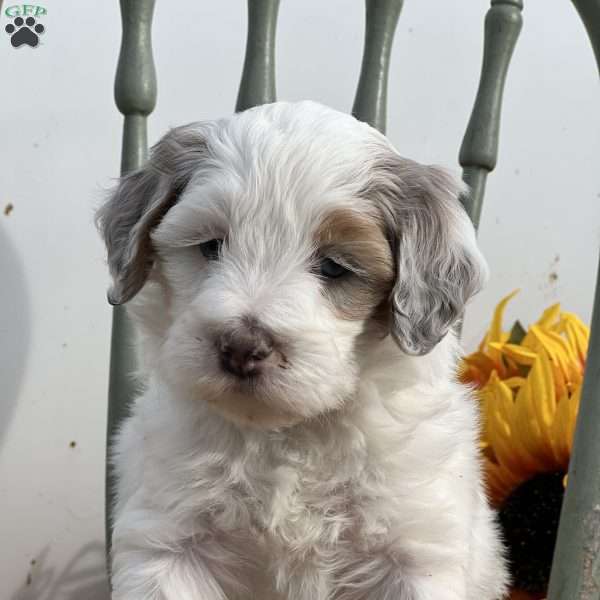 Zoe, Mini Bernedoodle Puppy