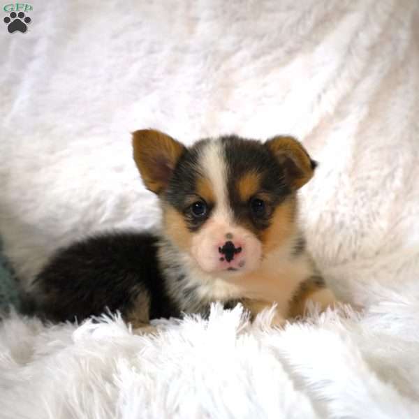 Floppy, Pembroke Welsh Corgi Puppy