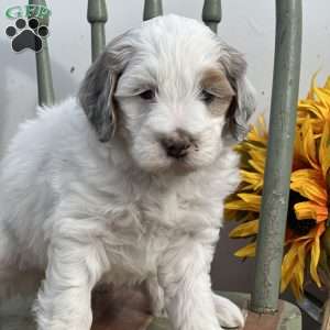 Zoe, Mini Bernedoodle Puppy