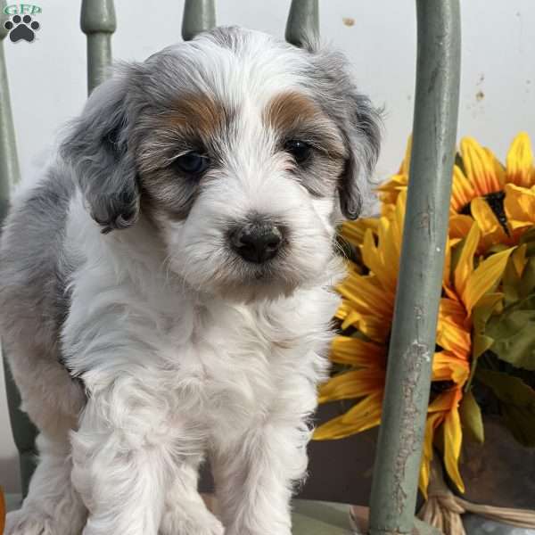 Zora, Mini Bernedoodle Puppy