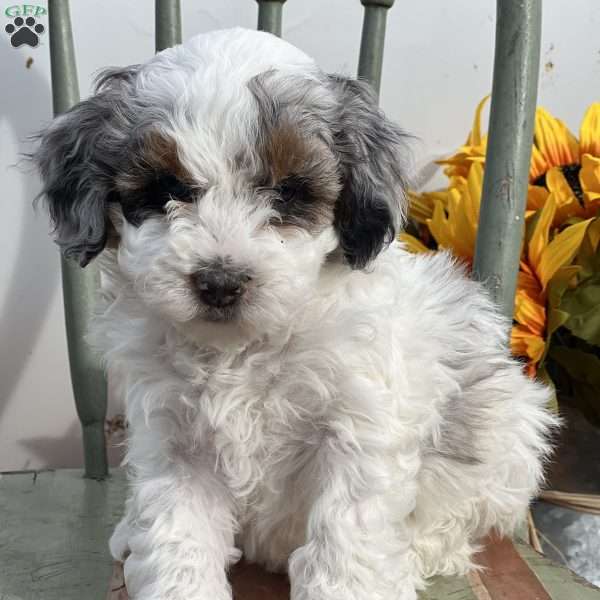 Zania, Mini Bernedoodle Puppy