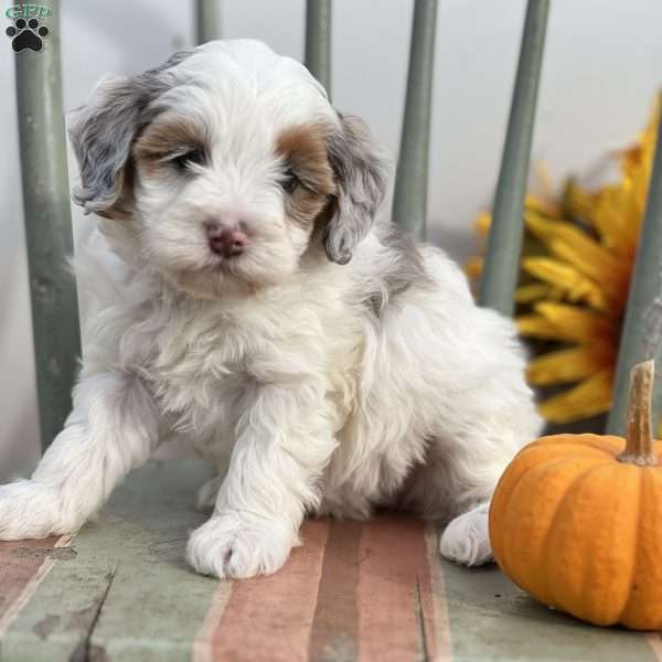 Zuri, Mini Bernedoodle Puppy